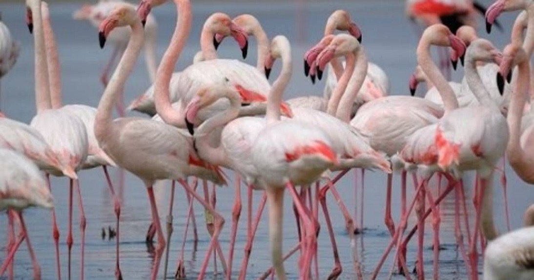 Flamingos on the laguna at Fuente de Piedra Andalucia Spain
