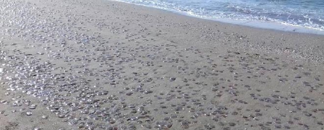 Jellyfish on the Costa del Sol
