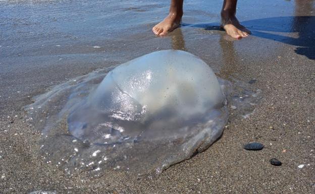 Jellyfish alert for the Costa del Sol - get the free Infomedusa App