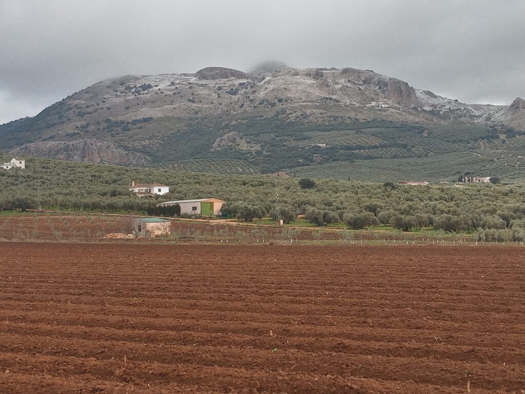 Wild Mushrooms in Spain.