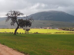Wild Mushrooms in Spain - Walking in the Spanish Countryside