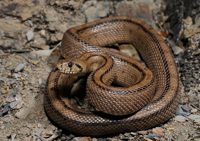 Ladder Snakes in Andalucia, Spain – (Rhinechis Scalaris)