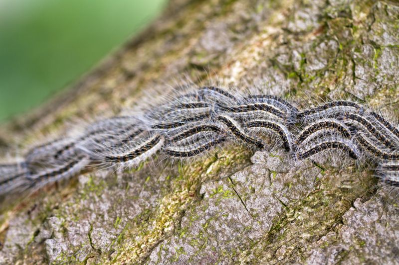 Pine Processionary Caterpillars in Spain