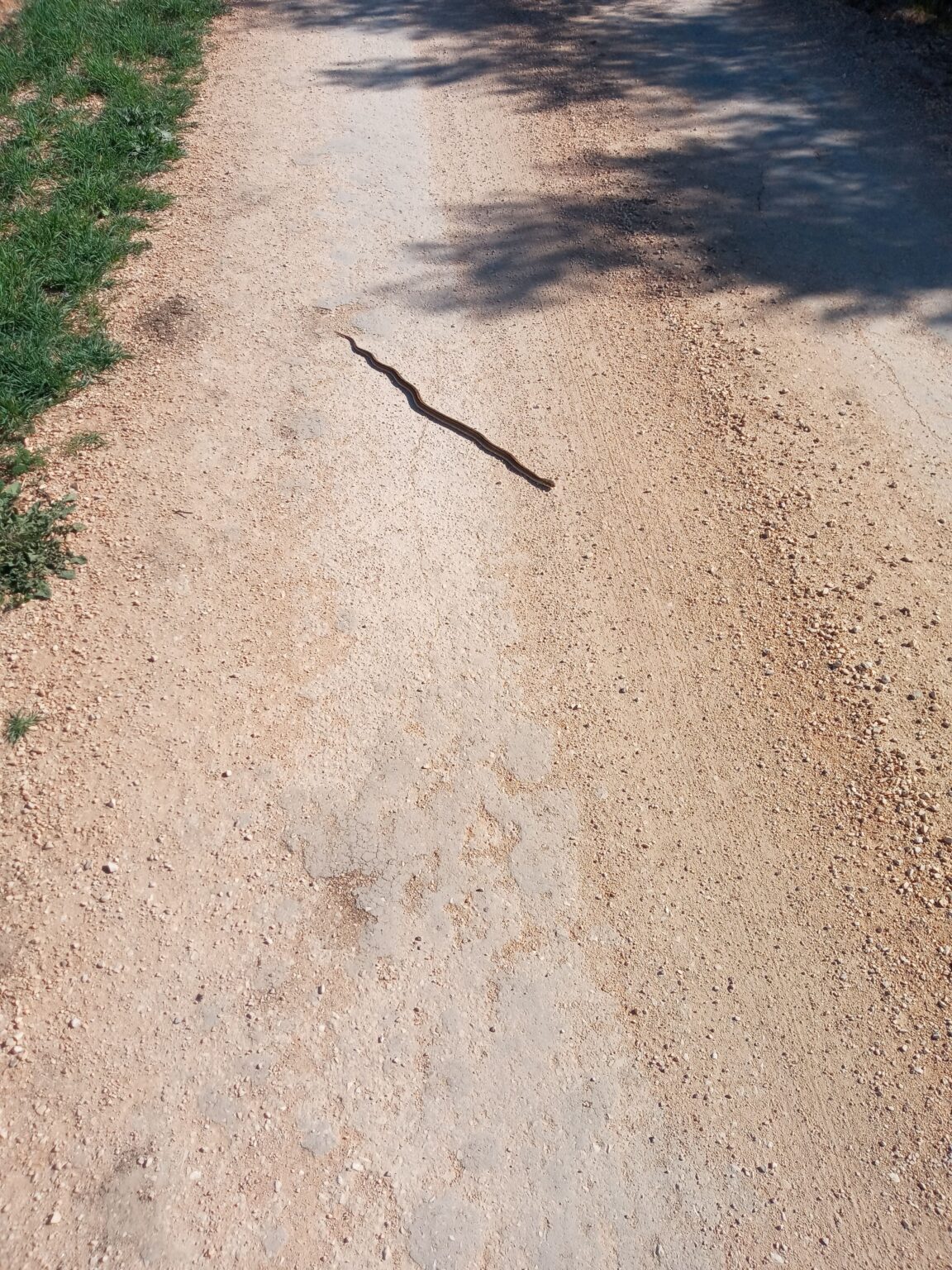 Ladder Snakes in Andalucia, Spain (Rhinechis Scalaris)