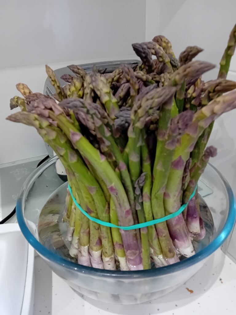 Asparagus in Spain: the Asparagus season has begun in Andalucia